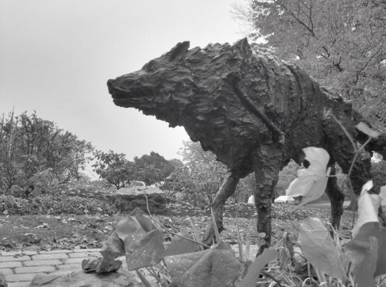 Wolf